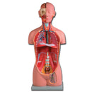 Torso UNI-SEX - 16 parti
