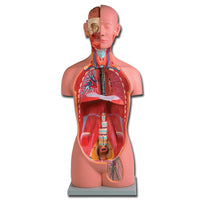Torso UNI-SEX - 16 parti