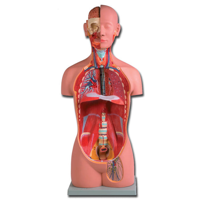Torso UNI-SEX - 16 parti