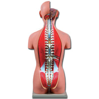 Torso DUAL SEX aperto dietro - 27 parti