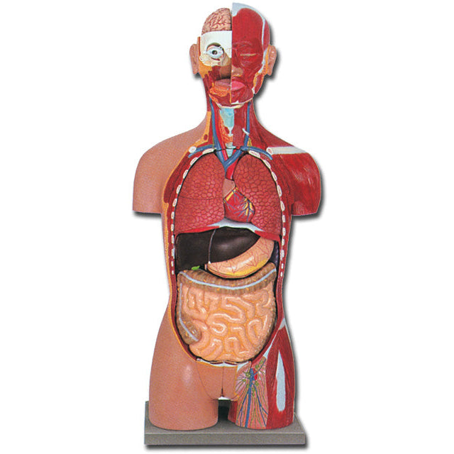 Torso muscolare DUAL SEX aperto dietro - 28 parti