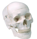 Cranio Umano numerato