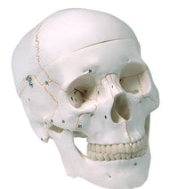 Cranio Umano numerato