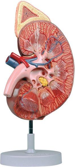 Rene con ghiandola surrenale + corpuscolo renale