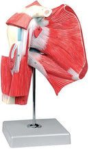 Muscoli della spalla