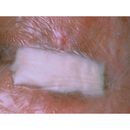 Medicazione in alginato di calcio 3M TEGADERM cm 10 x 10 (conf. 10 pz.)