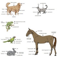 Laserterapia per veterinaria GLOBUS LaserVet 15.0