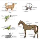 Laserterapia per veterinaria GLOBUS LaserVet 3.0