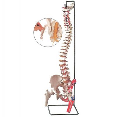 Colonna Vertebrale con femore e muscolo