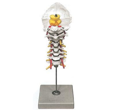 Colonna Spinale Cervicale