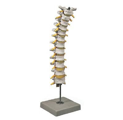 Colonna Spinale Toracica
