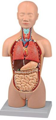 Mini Torso