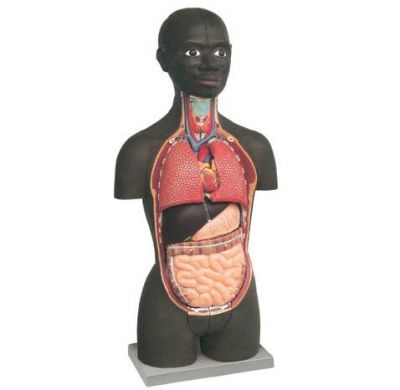 Mini Torso - Africano