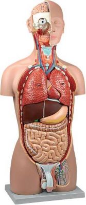 Torso bi sex