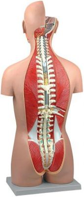Torso bi sex schiena aperta