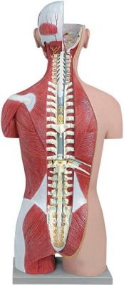 Torso muscolare schiena aperta