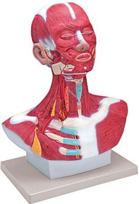 Muscolatura testa collo