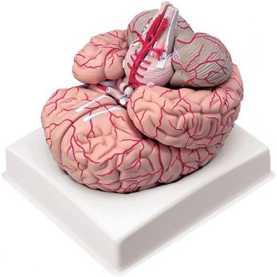 Cervello con arterie