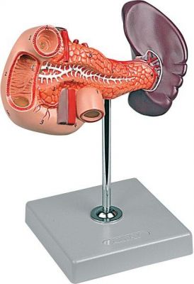 Pancreas, Duodeno e Milza