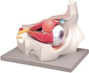 Modellino anatomico occhio 11 parti